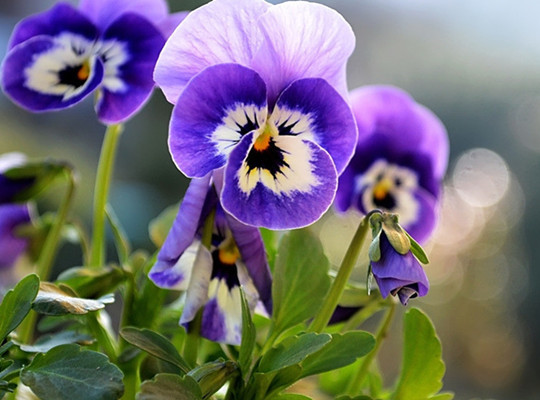 紫罗兰的花语及传说