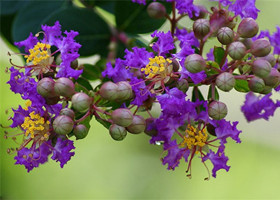 紫薇花美图欣赏