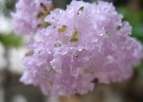 紫薇花开花