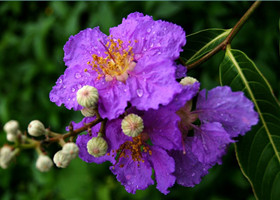 紫薇花 花朵