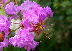 紫薇花图片欣赏