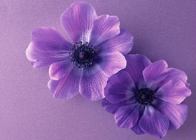 绛紫色花