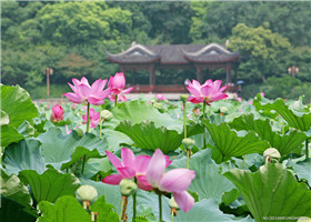 荷花