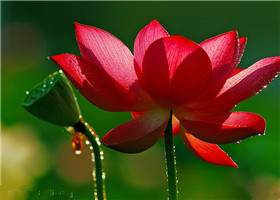 荷花