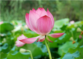 荷花