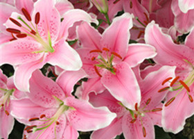 百合花图片