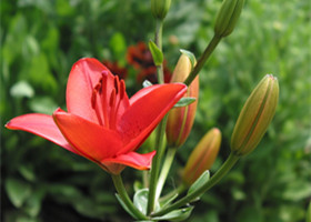 百合花美图