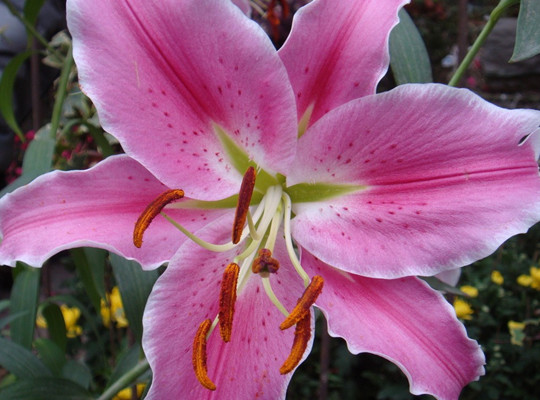 百合花