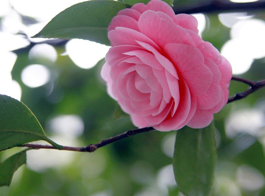 山茶花