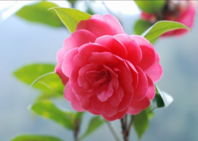 山茶花图片