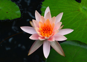 莲花